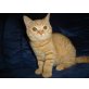 Joker, Britisch Kurzhaarkatze - Kater