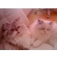 Joker & Cuba, Perser - Kater