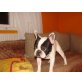 Joker, Französische Bulldogge - Rüde