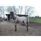Joker, Welsh Pony - Hengst