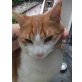 Joker, rote Hauskatze - Kater
