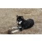 Jolanda, Alaskan Malamute - Hündin
