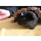 Jolanda, American Crested - weiblich