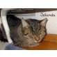 Jolanda,  Geduldiges Zuhause für Jolanda gesucht! 8 Mo - Katze