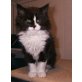 Jolie, Perser - Katze