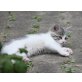 Jolie, liebes Hauskätzchen - Katze