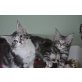 Jolina und Josell, Maine Coon - Katze