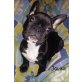 Joline, Französische Bulldogge Welpen - Hündin