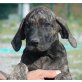 Joline, dt. Boxer - Jagdhund Mix Welpen - Hündin