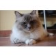 Jolly Jokers Gino, Heilige Birma - Kater