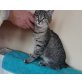 Jolly, Mischling - Katze