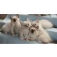 JollyJokers D-Wurf, Heilige Birma - Kater
