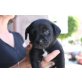 Jon, ist  ein Labrador-Mischling - Rüde