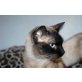 Jonah, Siam-Mix - Kater