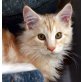 Jonas, Maine Coon - Kater