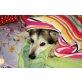 Jonas, Schäfer Husky Mischling - Rüde