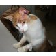 Jonas, armes Kerlchen sucht neues Zuhause - Kater