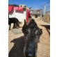 Jonas geb. 29.11.2008, Galgo Español - Rüde