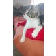 Jonas - süßer kleiner Kater - Kater