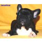Jonathan, Französische Bulldogge Welpen - Rüde
