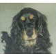 Jonny, Amerikanischer Cockerspaniel - Rüde