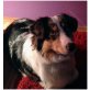 Jonny, Australian Shepherd Dog - Rüde