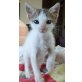 Jonny, Mischling - Kater