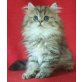 Jonny, Perser - Kater