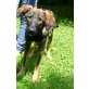 Jonny, Schäferhund - Rüde