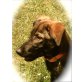 Jonny, Schäferhund - Rüde