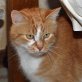Jonny, roter - Kater