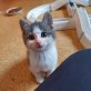 Jonny und Joy, Europäisch Kurzhaar - Kater