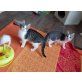 Jonny und Joy, Hauskatze - Katze