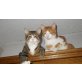 Jonny und Prinz, Wahre Schönheiten - Kater