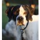 Jordan, Pointer-Mix - Rüde