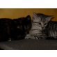 Joséphine und Napoléon, EKH - Kater