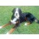 Joschi, Berner Sennenhund - Rüde