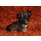 Joschi, Chihuahua langhaariger Schlag Welpen - Rüde