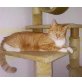 Joschi, Hauskatze - Kater