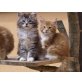 Joschi, Johann und Janosch, Maine Coon - Kater