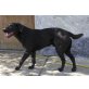 Joschi, Labrador Retriever - Rüde