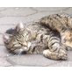 Joschi, Mischling - Kater