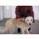 Joschi, Superlieber Kuvasz/Labrador Mix  - Rüde