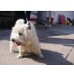 Joschi, West Highland White Terrier - Rüde