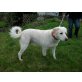 Joschi, sucht Familie mit Haus und Garten - Rüde