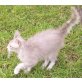Josefine, LaPerm - Katze