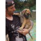 Josefine, dt. Boxer - Jagdhund Mix Welpen - Hündin