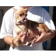 Josephine,  Chihuahua (Mix), - Hündin