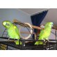 Josey & Jakob, Blaustirnamazone - weiblich