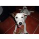 Joshi, Jack-Russell-Terrier - Rüde